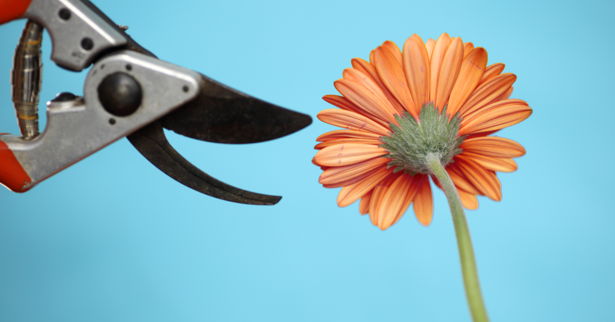 An orange flower with a garden cutter beside it on a sky blue background. 